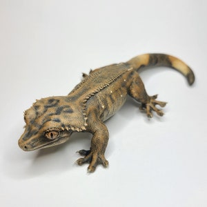 Könnte beinhalten: Ein braunes und schwarzes Crested Gecko mit weißen Flecken. Das Gecko befindet sich auf einem weißen Hintergrund.