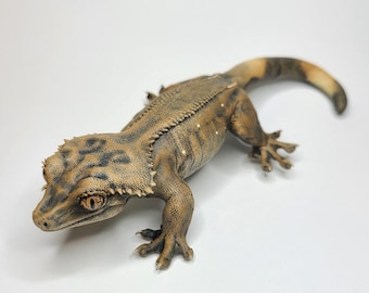 Buckskin Eyelash Wild Type Crested Gecko Lizard Figure - Hand Painted Resin Reptile - Tail and Tailess Options