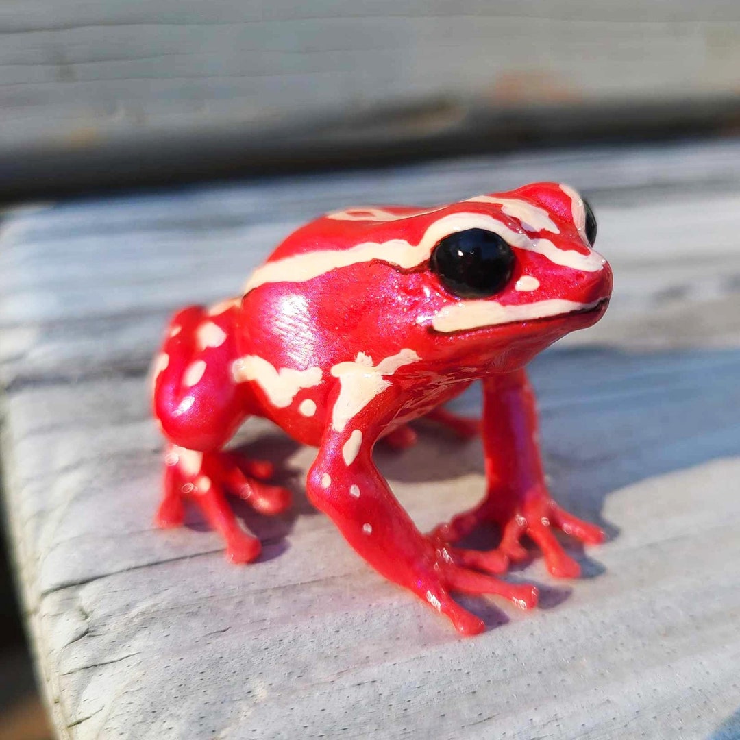 Santa Isabel Poison Dart Frog- Epipedobates Anthonyi-hand Painted