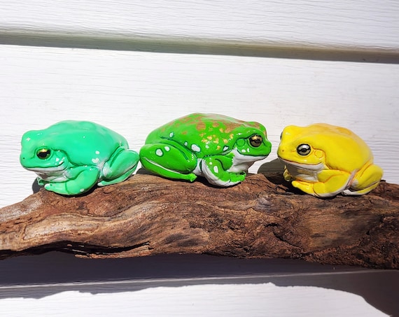 Dumpy Dart Frog - Frog Nugget - Poison and White's Tree Frog