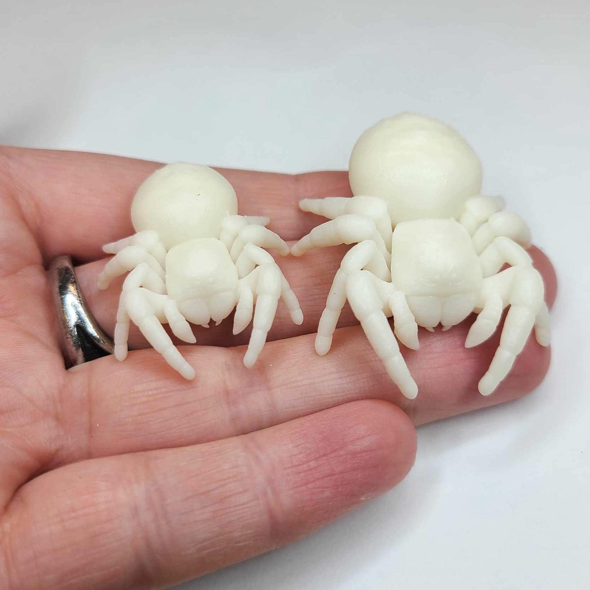 White Marked Velvet Spider Figure - Eresus Albopictus - Hand