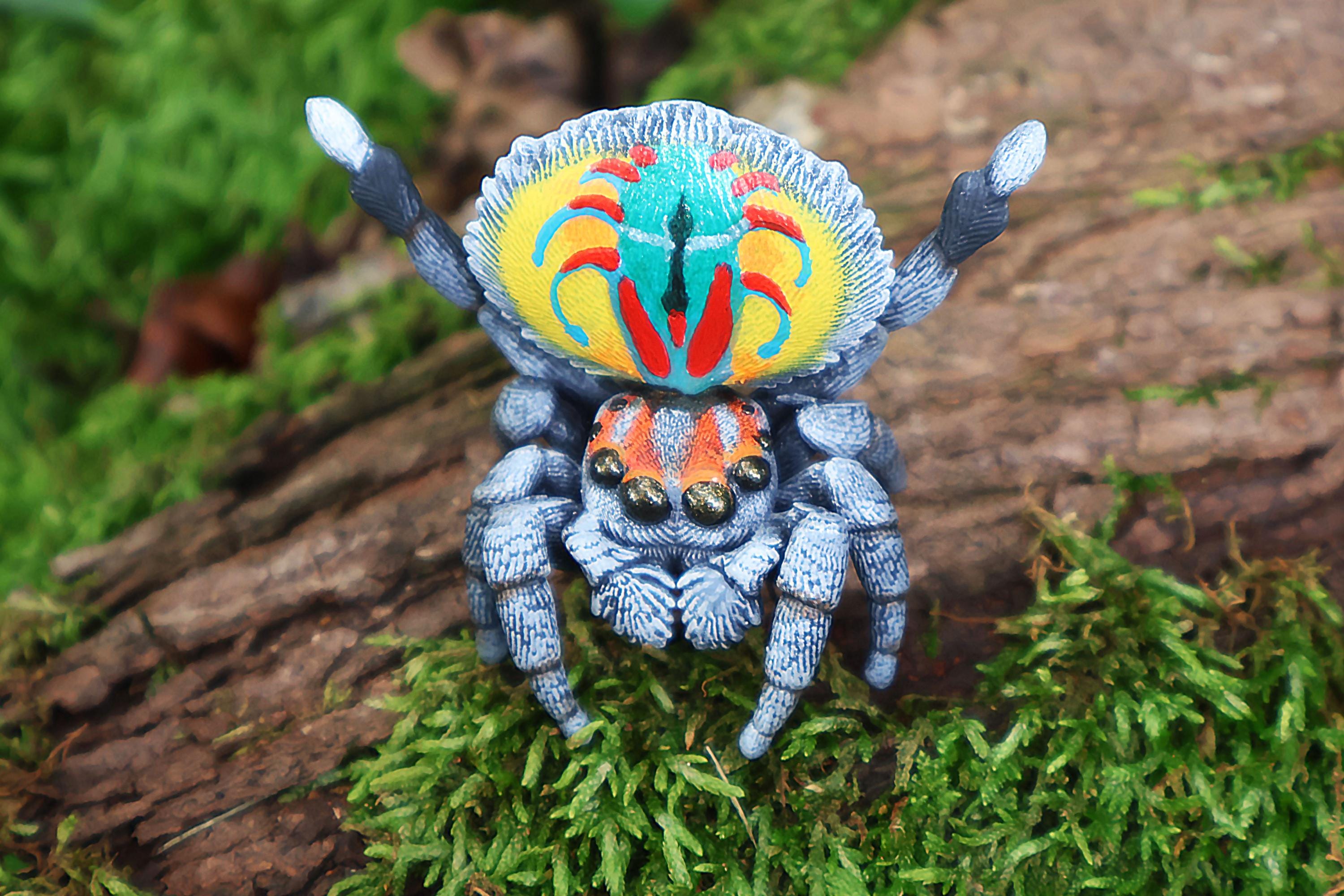 クジャクハエトリグモのフィギュア - オス Maratus volans - 手描き