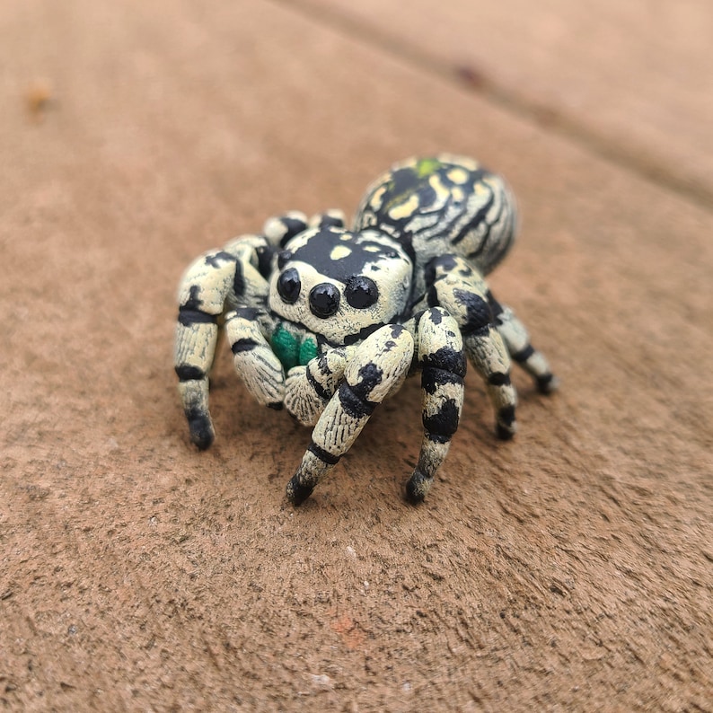May include: A close-up of a black and white jumping spider with green eyes. The spider is on a brown wooden surface.