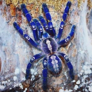 Tarantula in resin - Etsy 日本