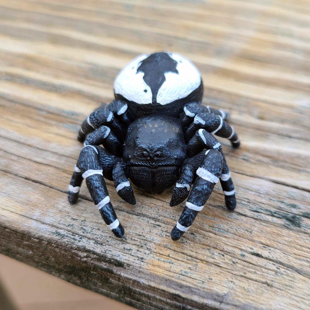 White Marked Velvet Spider Figure - Eresus Albopictus - Hand