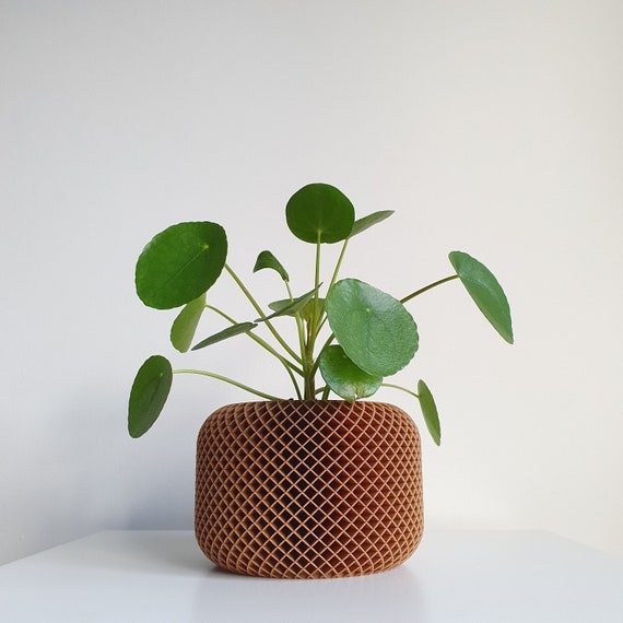 Pilae qapalı bitki