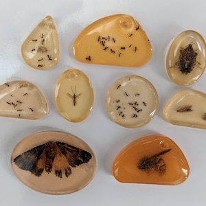 Ants or other bugs in amber resin epoxy to make pendant, keychain, charm, ornament