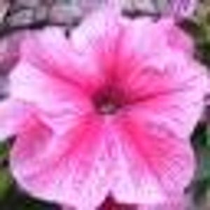 Denby koffiepot van fijn aardewerk "Reflections" 8" hoog