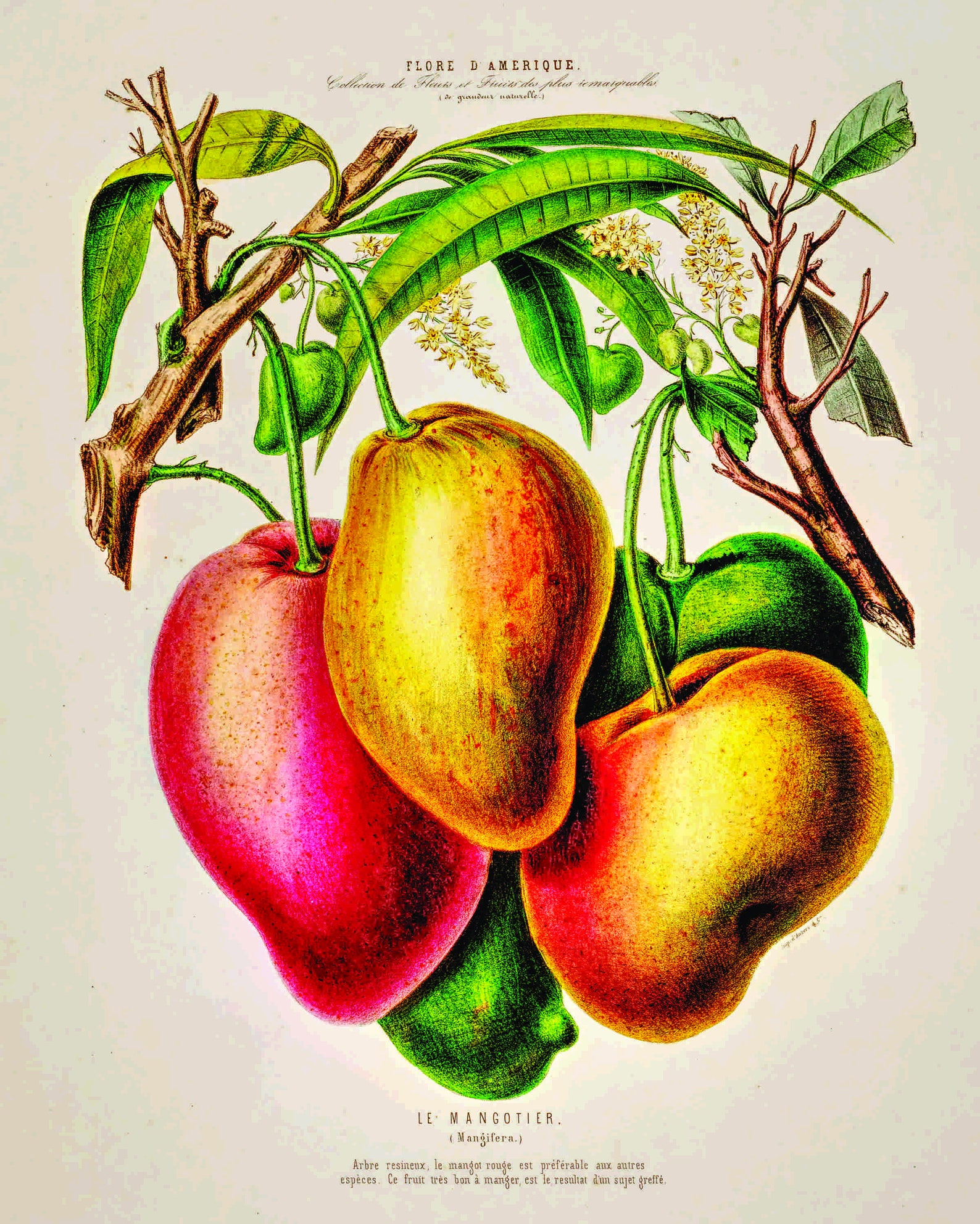 Mangoes Drawing Direct Print Download Botanical Drawing Etsy