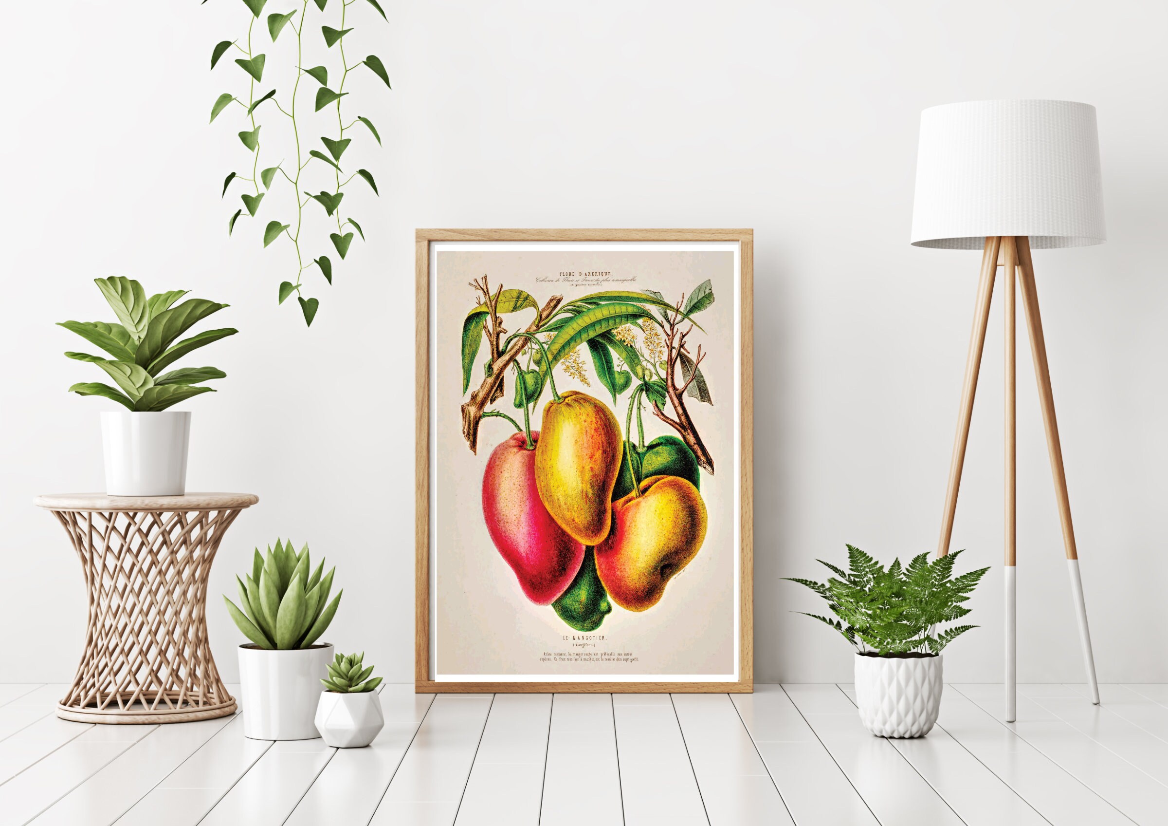 Mangoes Drawing Direct Print Download Botanical Drawing Etsy