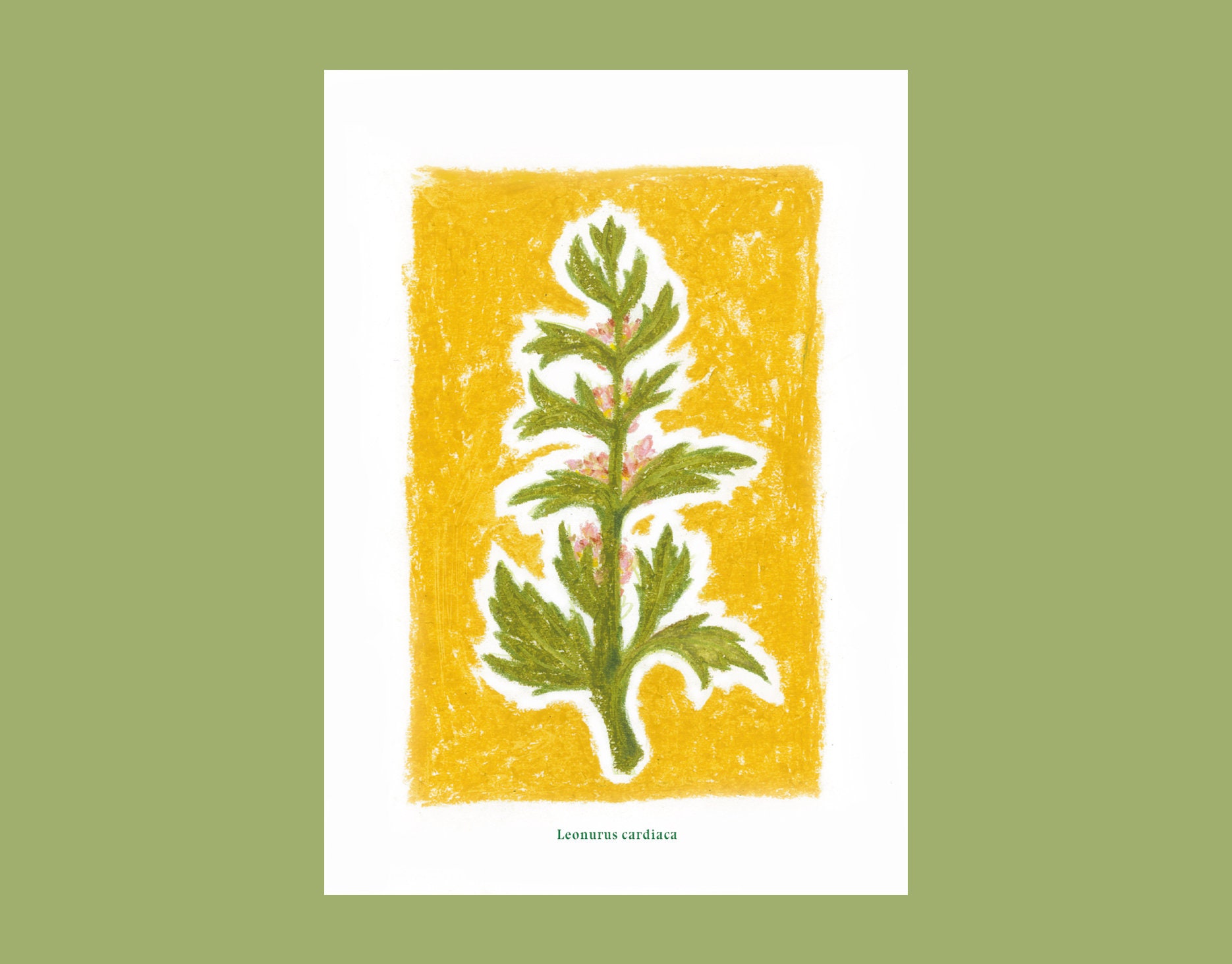 Les botaniques - art print poster A5 - oil pastels, botanical flower, plant illustration