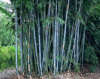 Tropical Blue Bamboo - Bambusa chungii **NON-INVASIVE, CLUMPING**