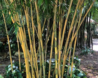 Asian Lemon Bamboo - Bambusa eutuldoides 'viridivittata'