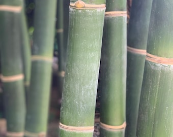 Giant Timber Bamboo - Bambusa oldhamii