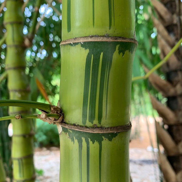 Dwarf Striated Buddha Belly Bamboo **NON-INVASIVE, CLUMPING**