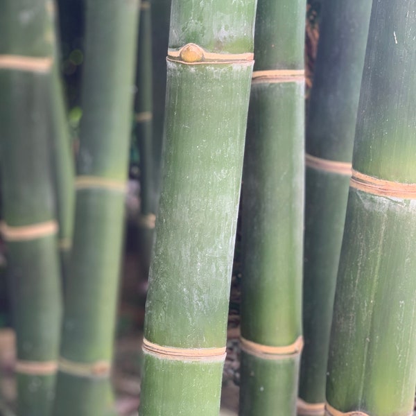 Giant Timber Bamboo - Bambusa oldhamii