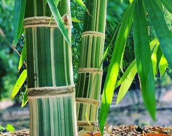 RARITÄT BAMBUS - Gigantochloa robusta