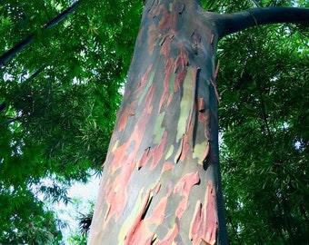 Rainbow Eucalyptus Tree - Eucalyptus deglupta