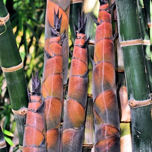 Red Shoot Bamboo - Dendrocalamus validus **NON-INVASIVE, CLUMPING**
