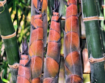 Bambú de brote rojo - Dendrocalamus validus **NO INVASIVO, AGLOMERADO**