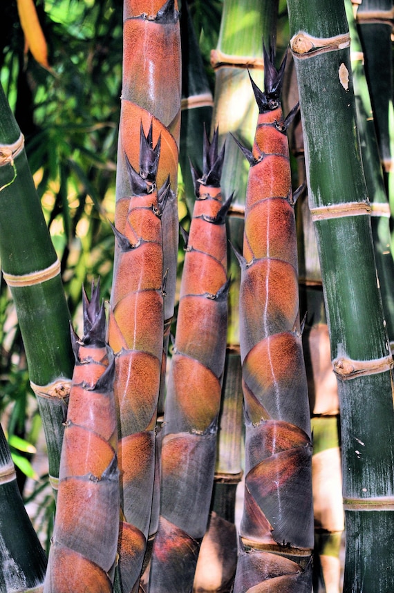 Roter Bambusspross (Dendrocalamus) - Etsy sterreich