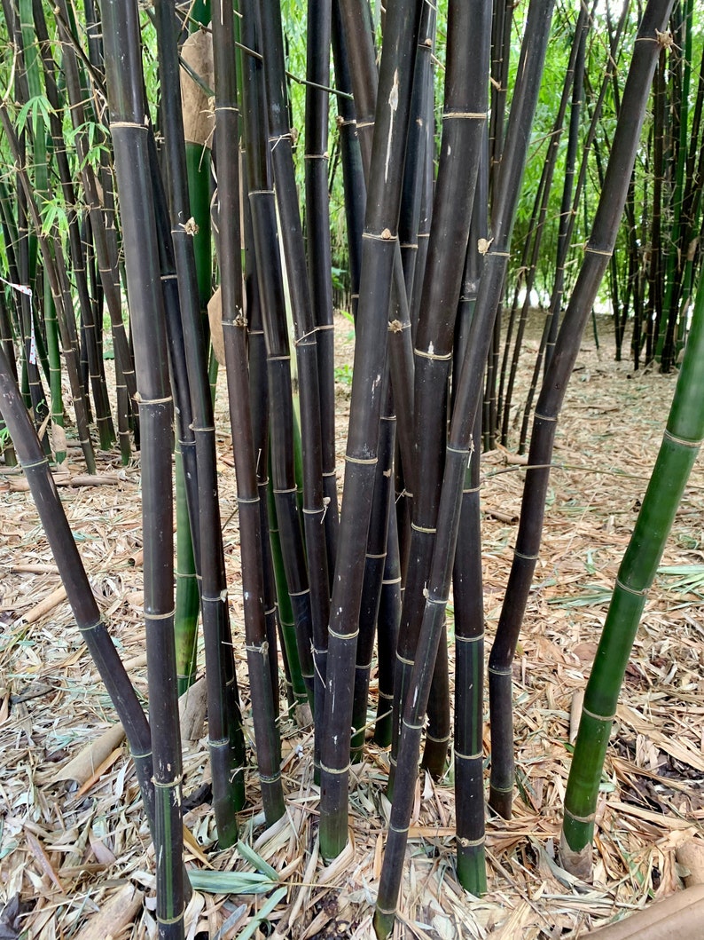 Timor Black Bamboo Bambusa Lako NONINVASIVE CLUMPING Etsy