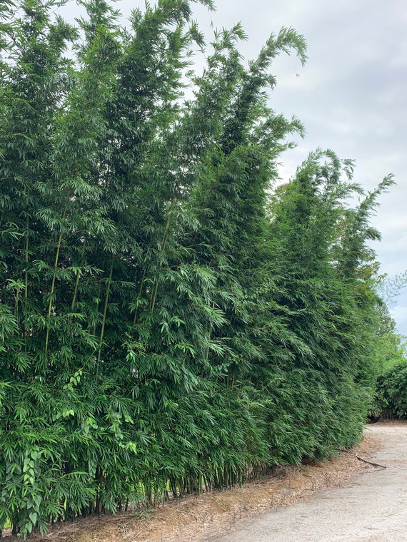 Emerald Bamboo - Bambusa Textilis Mutabilis **NON-INVASIVE