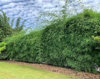 Elegant Bamboo - Dendrocalamus elegans **NON-INVASIVE, CLUMPING**