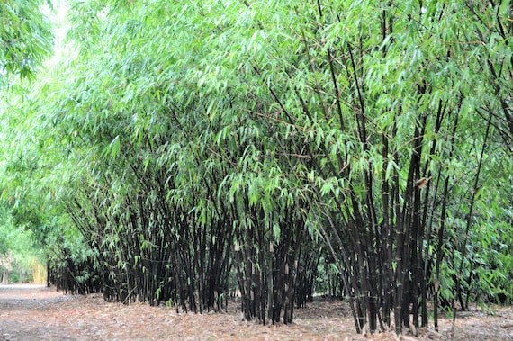 Timor Black Bamboo - Bambusa Lako *NON-INVASIVE, CLUMPING** - Etsy