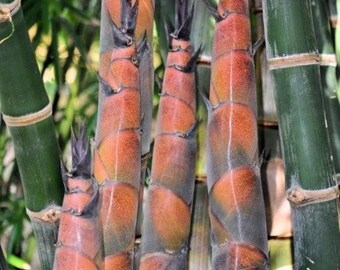 Red Shoot Bamboo - Dendrocalamus validus **NON-INVASIVE, CLUMPING**