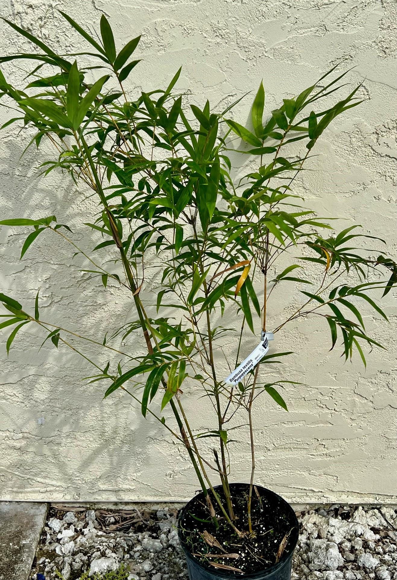 Black Textilis Bamboo Plants - Bambusa Textilis Purpurescens **NON