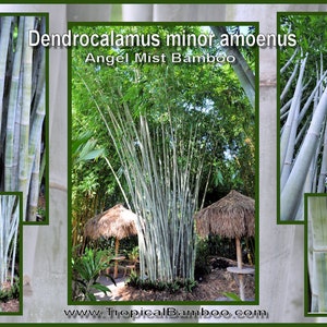Angel Mist Bamboo - NIET-INVASIEF, klontert