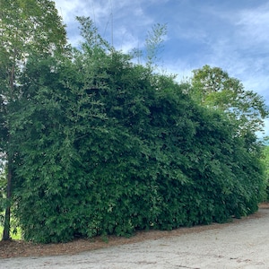 May include: A dense, green bamboo hedge grows tall against a blue sky with white clouds. The hedge is a natural barrier, providing privacy and a sense of seclusion.