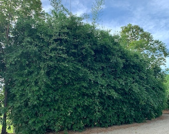 Seabreeze Bamboo - Bambusa malingensis **NON-INVASIVE, CLUMPING**