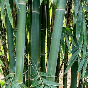May include: A close-up of a grove of green bamboo stalks. The stalks are tall and slender, with a smooth, green surface. The leaves are long and narrow, with a light green color.