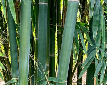 Emerald Bamboo - Bambusa textilis mutabilis **NON-INVASIVE, CLUMPING**