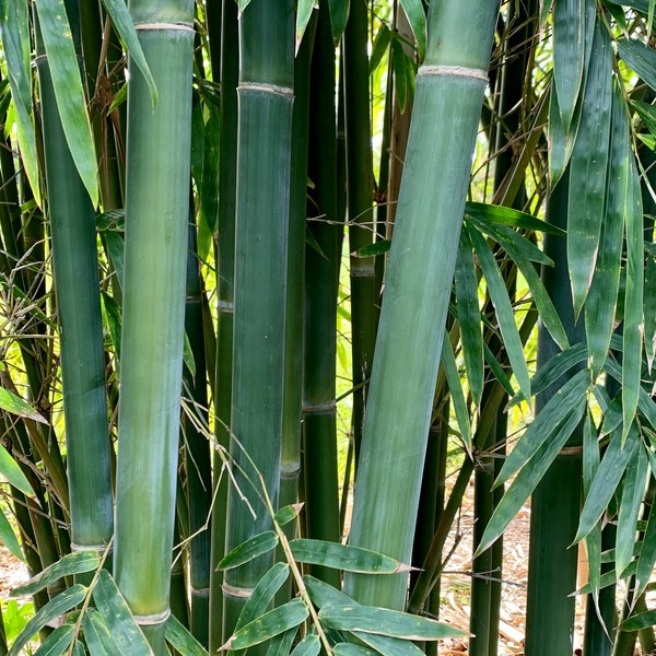 Emerald Bamboo - Bambusa textilis mutabilis **NON-INVASIVE, CLUMPING**