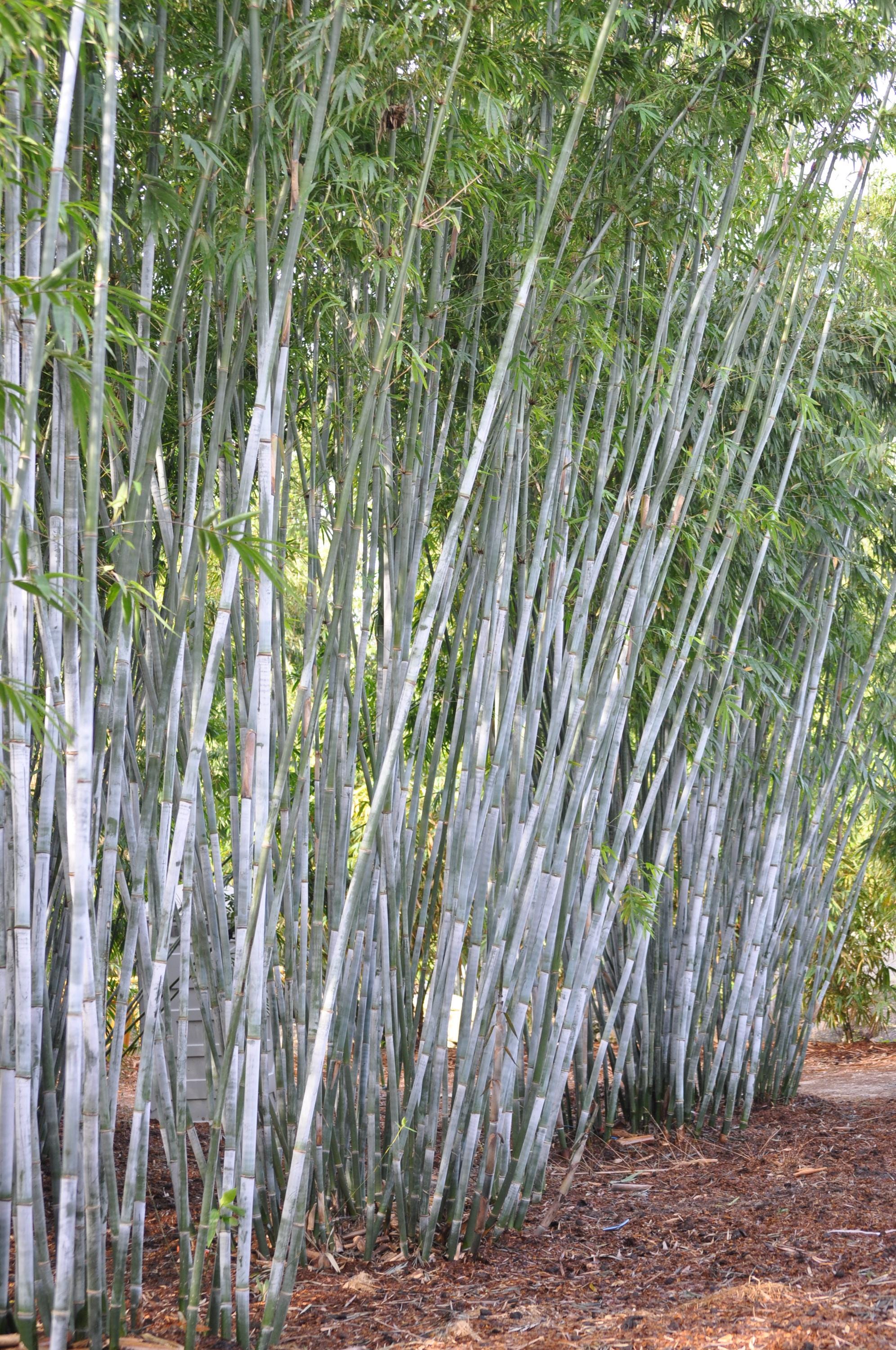 Tropical Blue Bamboo - Bambusa Chungii **NON-INVASIVE, CLUMPING** - Etsy