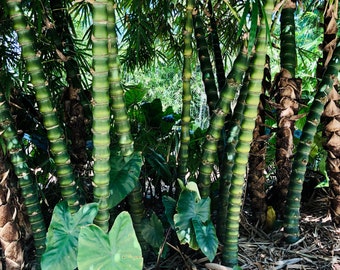 Dwarf Buddha Belly Bamboo **NON-INVASIVE, CLUMPING**