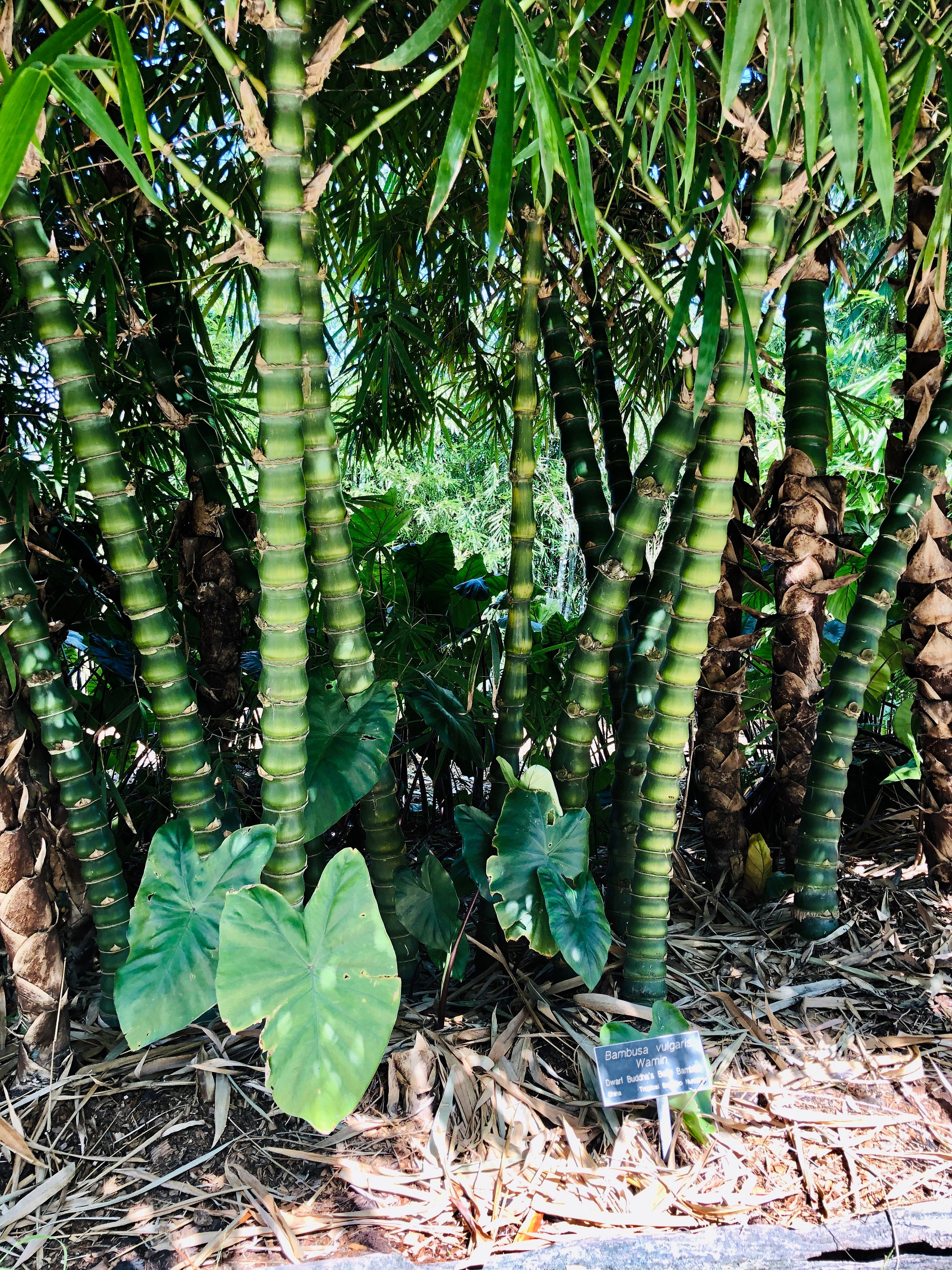 Dwarf Buddha Belly Bamboo **NON-INVASIVE, CLUMPING** - Etsy
