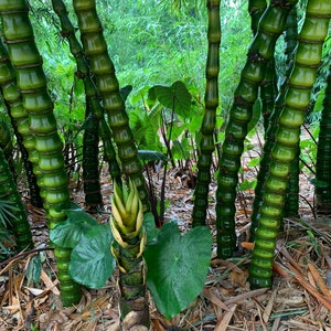 Dwarf Buddha Belly Bamboo **NON-INVASIVE, CLUMPING**