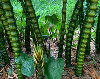 Dwarf Buddha Belly Bamboo **NON-INVASIVE, CLUMPING**