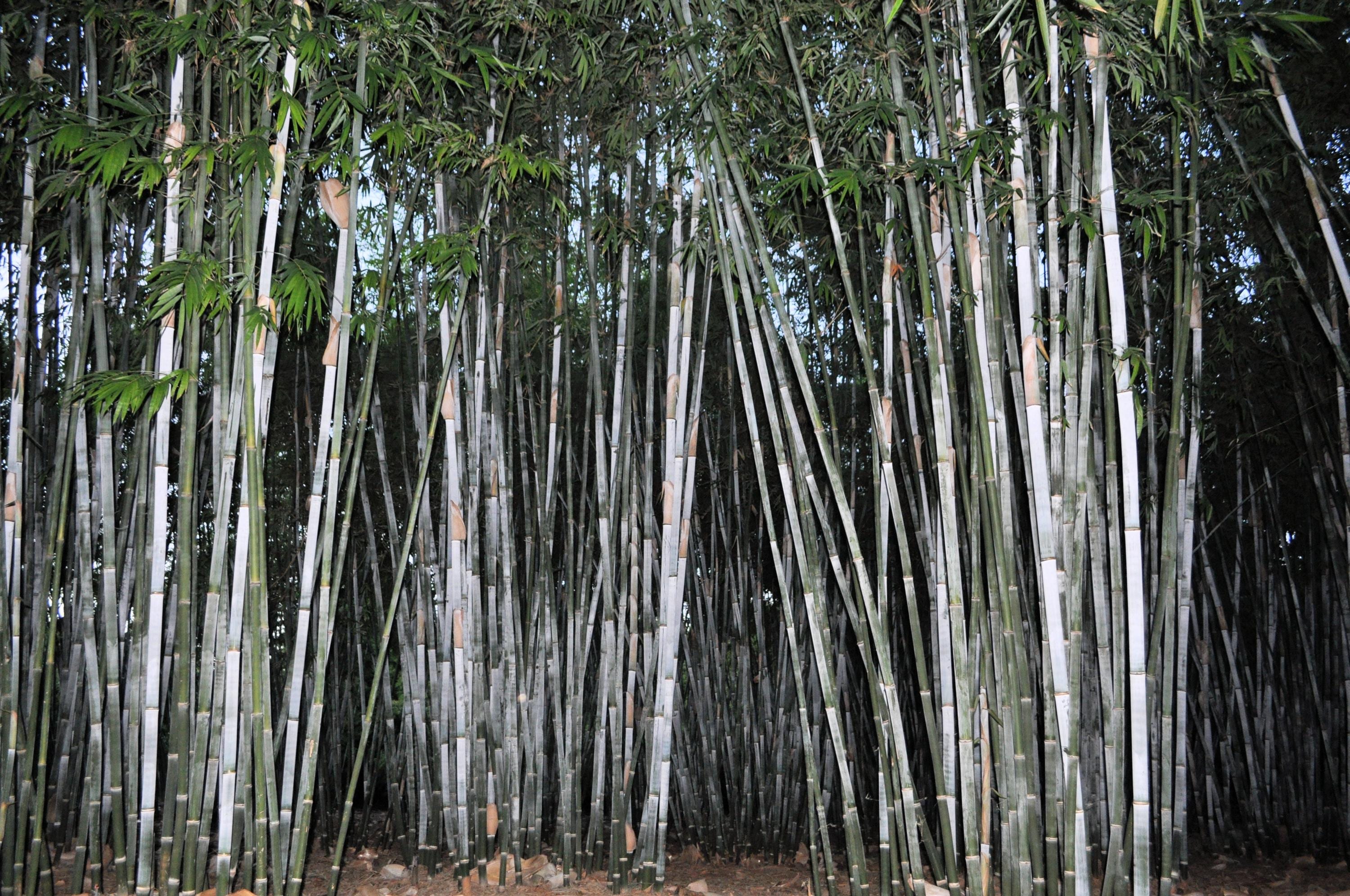 Stuoie Di Bambù. Scoprite Tutti I Suoi Usi : Studio - Foto 2
