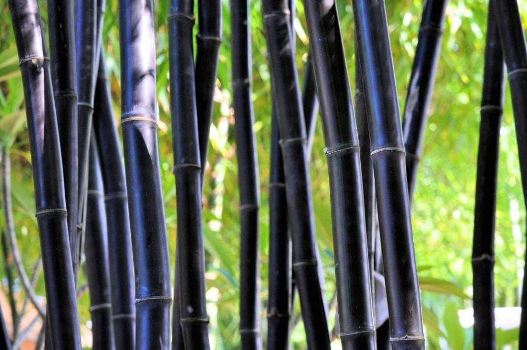 Timor Black Bamboo Bambusa Lako *NONINVASIVE, CLUMPING** Etsy