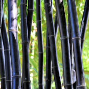 May include: Close-up of a grove of black bamboo stalks. The stalks are smooth and shiny, with a dark, almost black color. The background is a blur of green foliage.