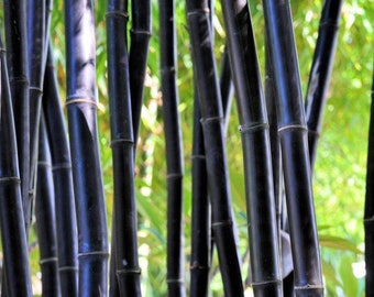 Timor Black Bamboo - Bambusa lako *NON-INVASIVE, CLUMPING**