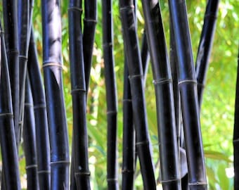 Timor Black Bamboo - Bambusa lako *NON-INVASIVE, CLUMPING**