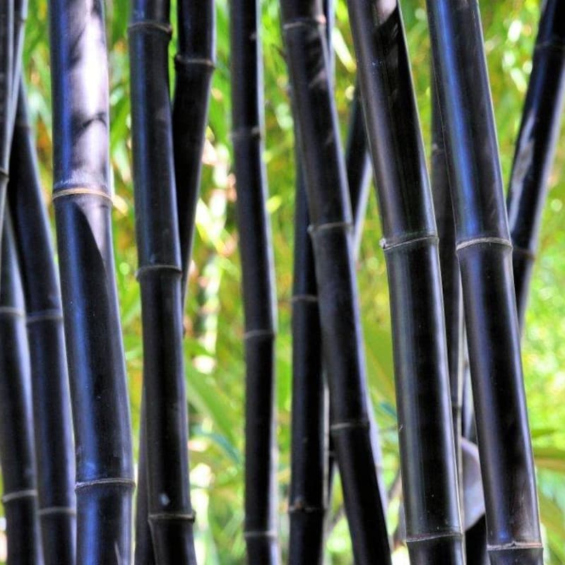 Bamboo Black Plant - Etsy