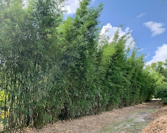 Dwarf Textilis Bamboo: Clumping Non-Invasive Privacy Screen