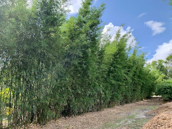 Dwarf Textilis Bamboo: Clumping Non-invasive Privacy Screen - Etsy